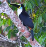 Channel-Billed Toucan with a White Breast?