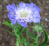 Scabiosa Flower