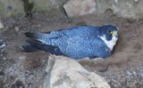 Nesting Peregrin Falcon