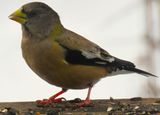 4 Evening Grosbeaks showed up!  This female was hungry.