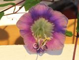 Cup and Saucer vine grown in the breezeway.