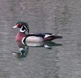 Male Wood-Duck...cooperating!