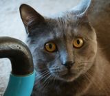 One Intense Logan Kitty!