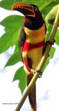 Aracari last June in Alta Floresta