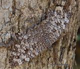 Hamadryas Butterfly  HELp!!