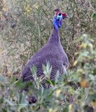 Helmeted Guinea Fowl