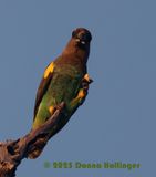 Meyers Parrot