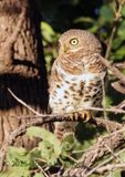 African Barred Owlet