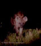 This was an Hyeana! not a Jackal!