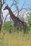 Giraffe...Big and Beautiful!