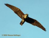 African Bat Hawk