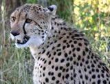 Female Cheetah after a kill...blood on her whiskers and her nose