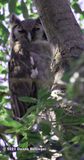 Verreaux Owl does have pink eyelids