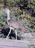 Kori Bustard