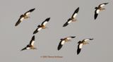 Some of the 25 or so Egyptian Geese flying into a watering hole
