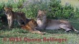 Female Lion with 2 of 6 cubs