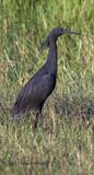 Black Heron in Nuptial Plumage