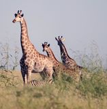 Giraffe Family with a Zebra (Scale)