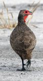 Big Daddy Swainsons SpurFowl