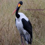 Saddle-Billed Crane...A female?