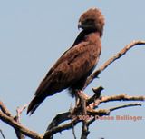 Brown Snake Eagle