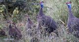 2 Adult Helmeted Guinea Fowl with 4.5 fledgelings 