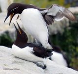 Murres Mating (I was in a hide)