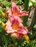 Two Toned Daylilies