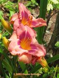 Two Toned Daylilies