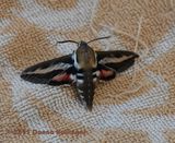 Bedstraw Hawkmoth Hyles gallii