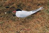 Royal Tern trying to nest 
