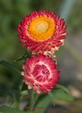 Two New Strawflowers