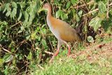  Wood Rail