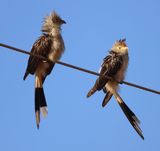 2 Guira Cuckoos in Mating Season