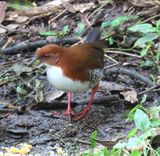 Red and White Crake
