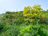 wild fennel.jpeg