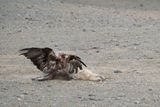 Mongolia_5842.jpg