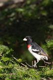 Cardinal  poitrine rose mle --- 0V3A4483 --- Rose-breasted Grosbeak