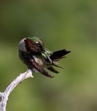 Colibri  gorge rubis - 0V3A5596 - Ruby-throated Hummingbird
