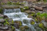 Fern Spring