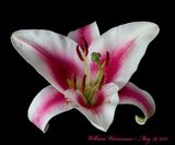 Lily