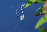 Blue Riverdamsel (Pseudagrion microcephalum)