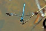 Whitewater Rockmaster (Diphlebia lestoides)