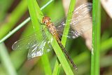 Fat-bellied Emerald (Hemicordulia continentalis)