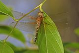 Water Prince (Hydrobasileus brevistylus)