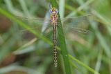 Australian Duskhawker (Austrogynacantha heterogena)
