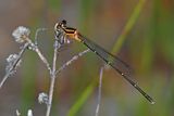 Orange Threadtail (Nososticta solida)