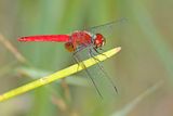 L-spot Basker (Aethriamanta nymphaeae)