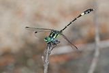 Twinspot Hunter (Austroepigomphus praeruptus)