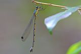 Forest Needle (Synlestes selysi)